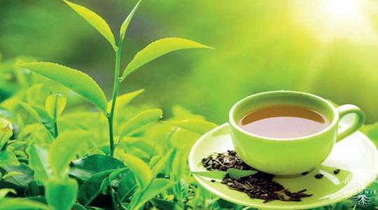 World Tea day
