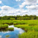 Wetlands as Biological Supermarkets: The Foundation of Sustainable Food Systems