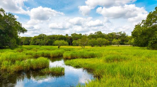 Wetlands as Biological Supermarkets: The Foundation of Sustainable Food Systems