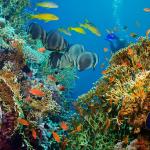World Oceans Day: Why Our Oceans Matter for Global Food Security