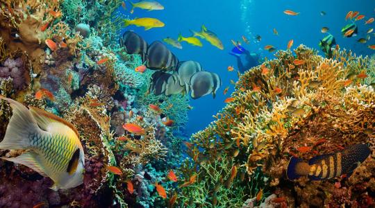 World Oceans Day: Why Our Oceans Matter for Global Food Security