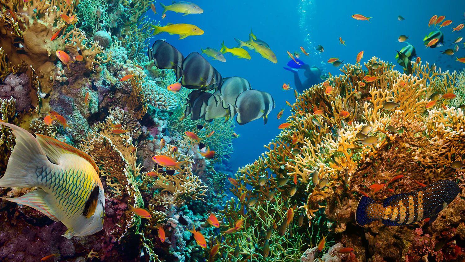 World Oceans Day: Why Our Oceans Matter for Global Food Security
