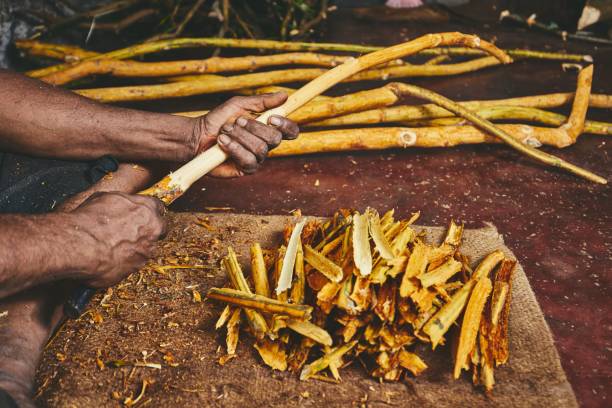 Die Kunst, Ceylon-Zimtfedern herzustellen; Der traditionelle Weg