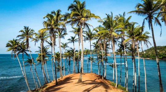 Coconut; A Magical Tree from the Island Sri Lanka