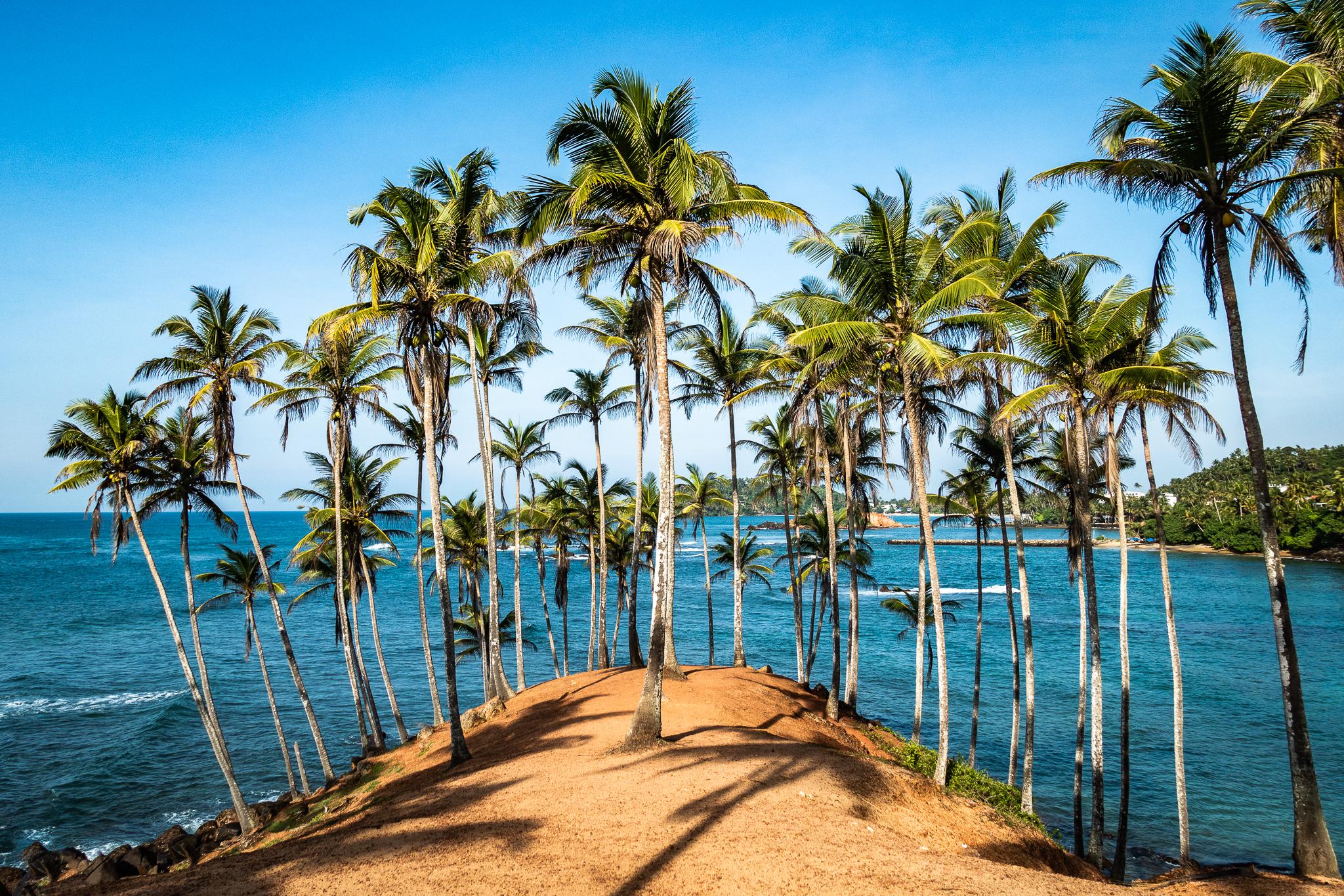 Coconut; A Magical Tree from the Island Sri Lanka