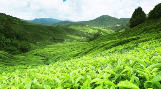 Sri Lanka's Diverse Tea Regions: A Flavorful Journey