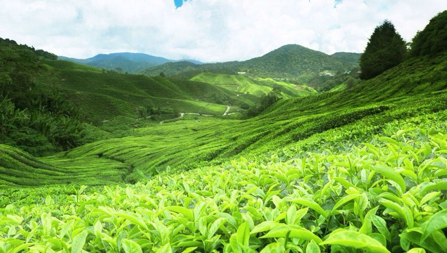 スリランカの多様な紅茶産地: 風味豊かな旅