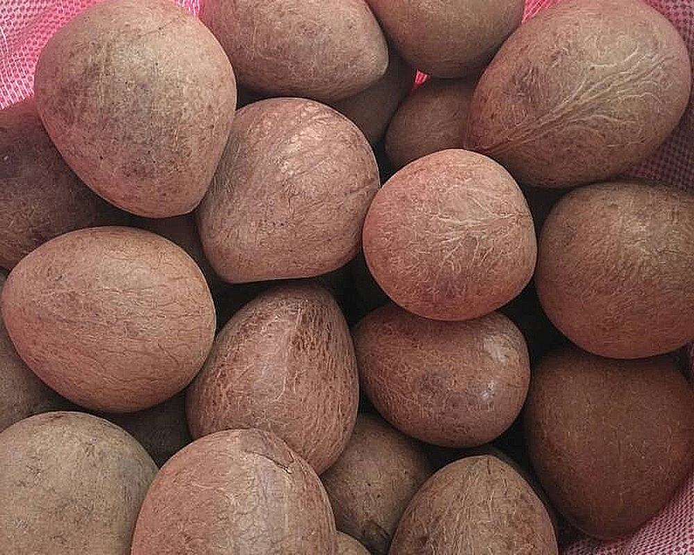 Dried Coconut (Copra)