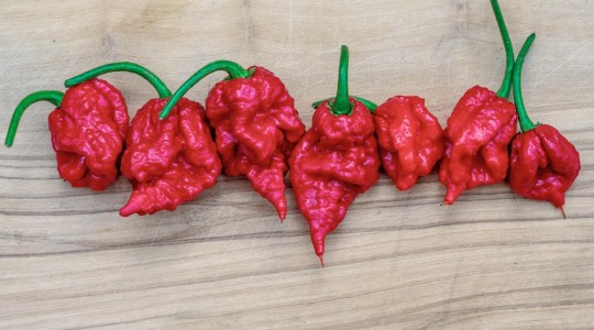 Carolina Reaper: el chile más picante del mundo [clasificado según Scoville]