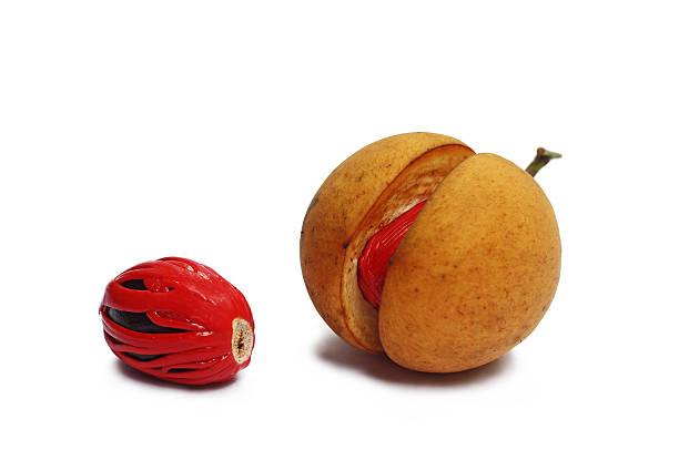 A double delight: nutmeg and mace – two spices from a single source.