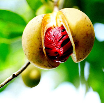 nutmeg_plant fruit 2