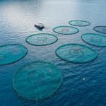 Blue Agriculture: The Next Frontier in Food Production