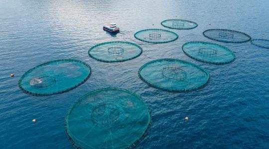 Blue Agriculture: The Next Frontier in Food Production