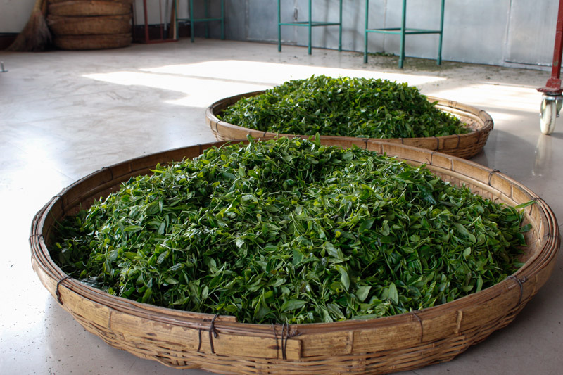 wwwdrinkpreneurcom-green-tea-production-journey-from-harvest-to-cup-mg-8082-2.jpg